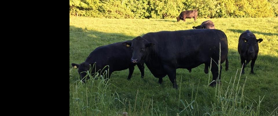 Tung Angus tyr juni2022
Hjulgårdens Angus har slagtet en 5 år gammel avlstyr med en slagtet vægt 995 kg slagtet, form 14.